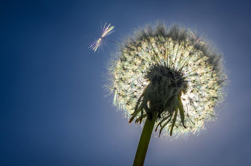 fluff bulb par Marcel Kramer