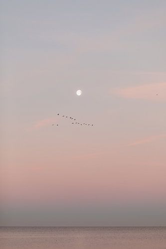 Pink magic with sunrise at the Ijselmeer.
