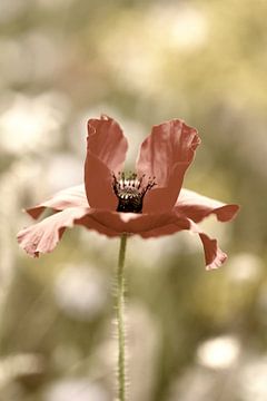 Poppy in a wild flower field by Jessica Berendsen