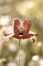 Klaproos in een wild bloemenveld van Jessica Berendsen thumbnail