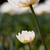 Witte tulpen tegen het licht van Marc Heiligenstein
