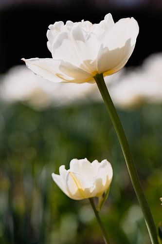 Des tulipes blanches à contre-jour