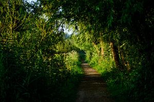 Chemin forestier à la lumière du matin