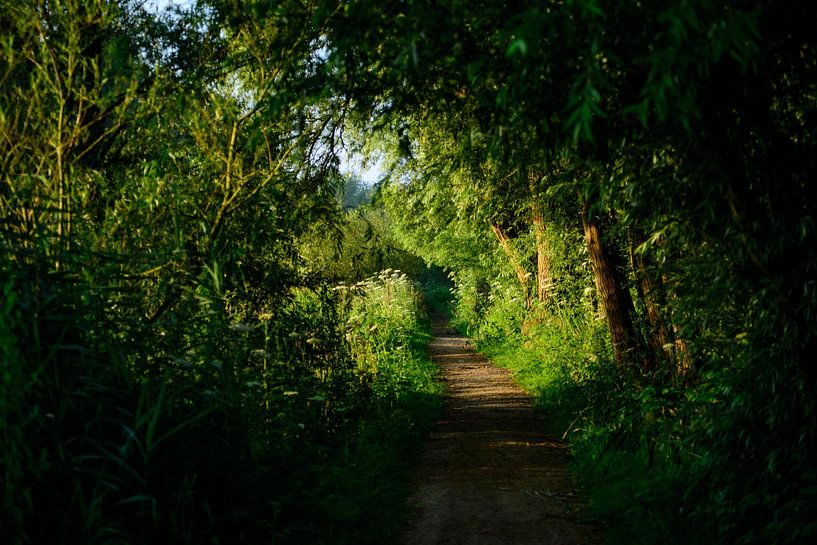 Forest path at morning light by Annemarie Goudswaard