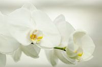 Branch of white orchid phalaenopsis in the Orchideenhoeve in the Netherlands