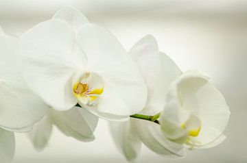 Tak van de witte bloemen van de orchidee Phalaenopsis