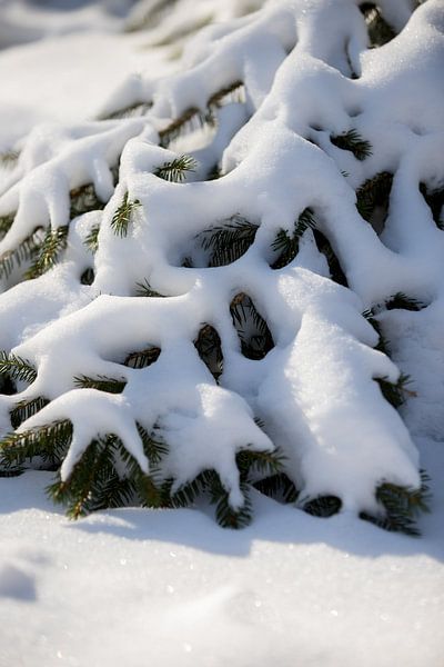 Verschneiter Tannenbaum in ländlicher Natur | Fine Art Photo Print | Poster von Karijn | Fine art Natuur en Reis Fotografie