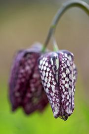 Kiebitzblume von Wim Frank