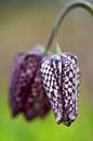 Lapwing flower by Wim Frank thumbnail