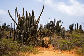 Cactusbos Boca Onima Bonaire