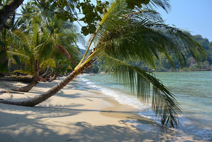 Plage de sable blanc, mer azur et palmier à Koh Kood, Thaïlande. par My Footprints