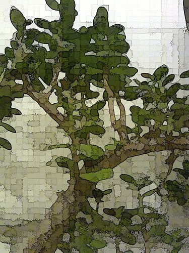 Crassula quadratisch