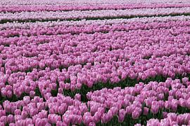 Tulip field with light and dark pink tulips by W J Kok
