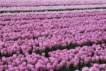 Tulpenveld met licht en donkere roze tulpen van W J Kok