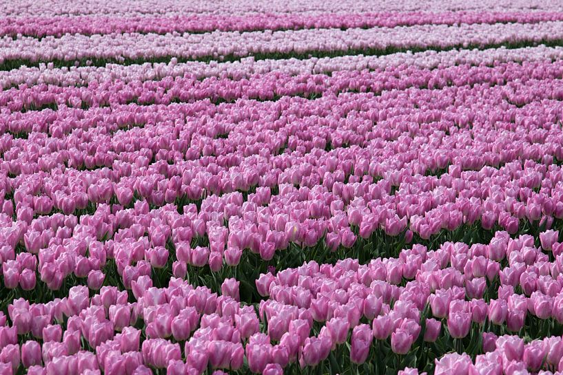 Tulip field with light and dark pink tulips by W J Kok