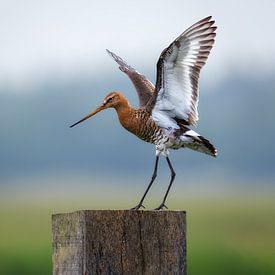 Die Uferschnepfe in voller Pracht: Eine typisch niederländische Szene von Hevonax Photography