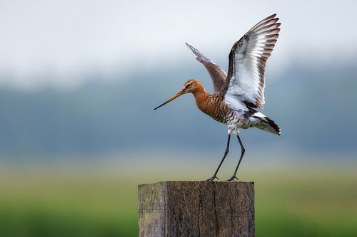 De Grutto in Volle Glorie: Een Typisch Hollands Tafereel