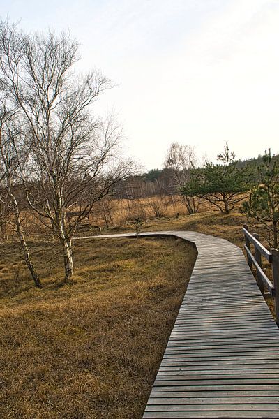 Holzweg durch die Dünen an der Ostsee von Martin Köbsch