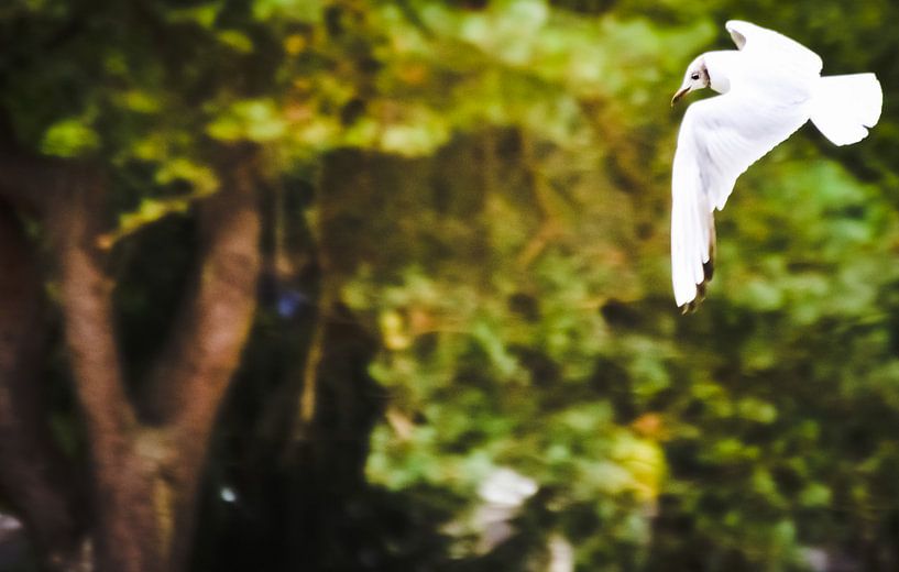 White bird von melissa demeunier