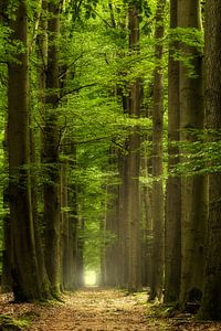 Into the Green von Rigo Meens