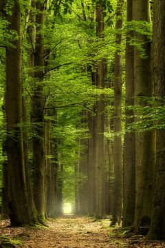 Into the Green von Rigo Meens