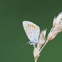 Icarusblauwtje rust even uit
