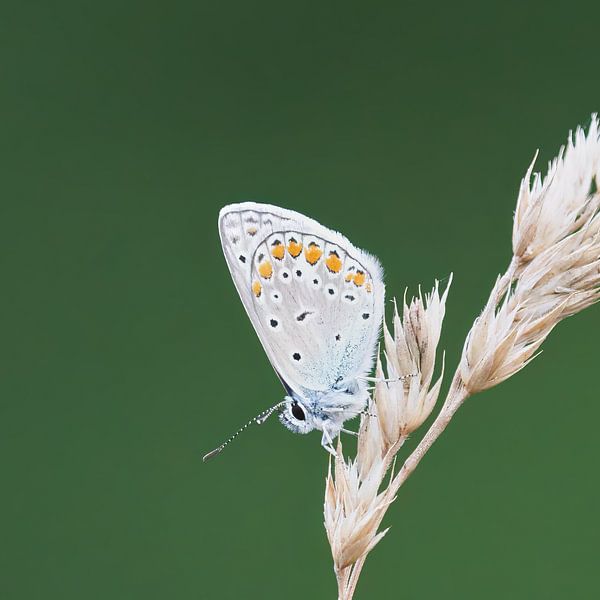 Icarusblauwtje rust even uit van Geert Perdaens