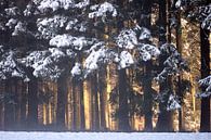 Licht im verschneiten Schwarzwald van Jana Behr thumbnail