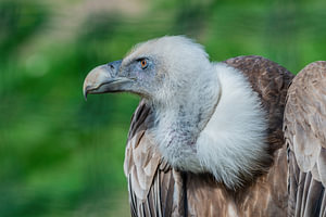 Der Gänsegeier - Gyps fulvus, der Aasfresser par excellence