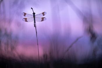 Bandheidelibel rond zonsopkomst