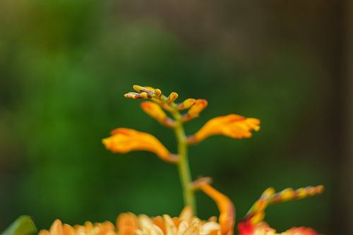 Close-up afbeelding van bloem in de kleur oranje. Groen tinten in achtergrond van Johan Slagers