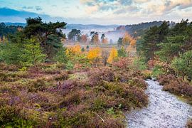 landscape, heathland