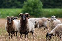 Schapen op de Drentse hei
