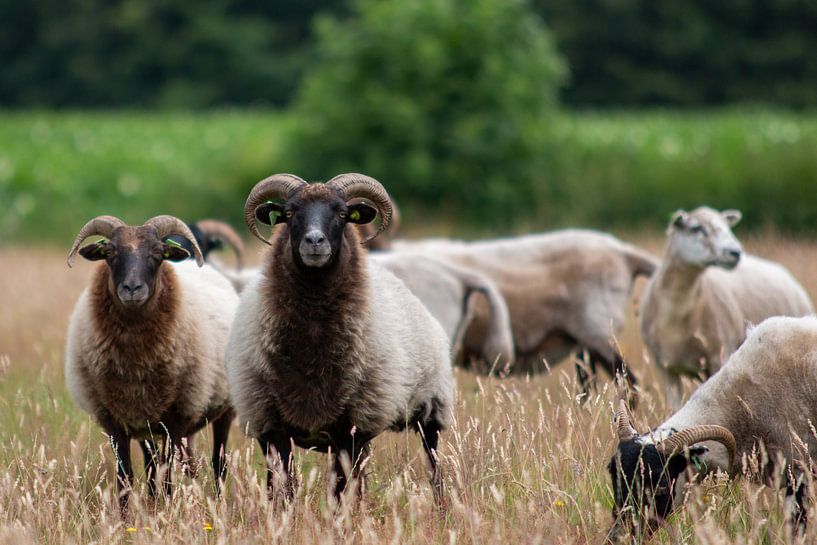 Schapen op de Drentse hei van Suzanne Schoepe