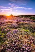 Zonsondergang over de heide