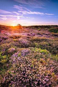 Zonsondergang over de heide
