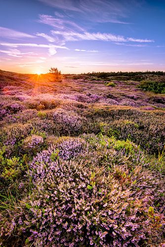 Zonsondergang over de heide
