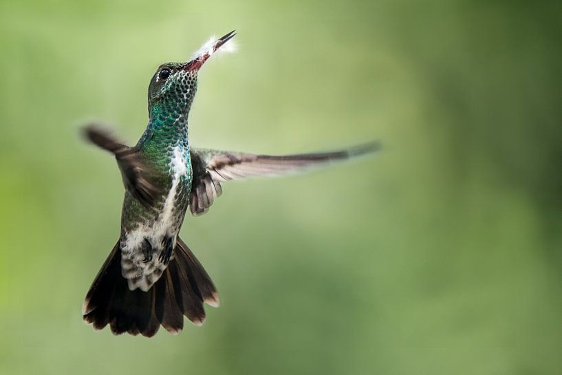 Vliegende Kolibrie met een mooie achtergrond von Peter R