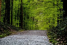 Hallerbos - 'Het blauwe bos' in 't grijs en 't groen