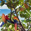 Papegaaien in Costa Rica van Tilo Grellmann | Photography