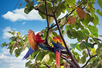 Papageien in Costa Rica