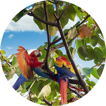 Papegaaien in Costa Rica van Tilo Grellmann