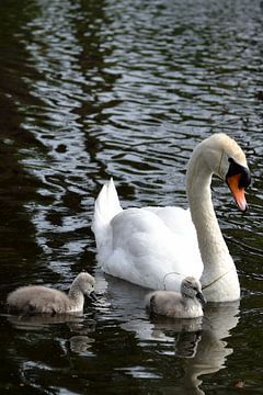 Moederzwaan met kleine zwaantjes van Rosenthal fotografie