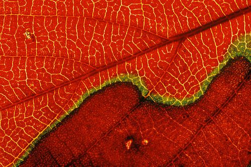 Détail d'une feuille de couleur d'automne