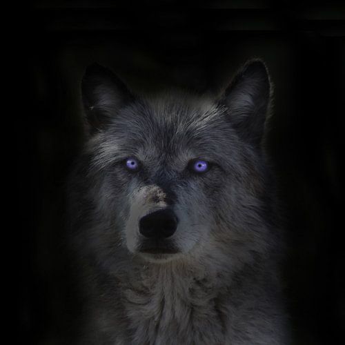Wolf, Rocky Mountains wolf