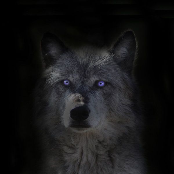 Wolf, Rocky Mountains wolf van Gert Hilbink