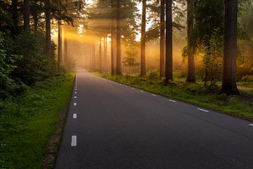 Weg door het Speulderbos in Ermelo Nederland met zonnestralen