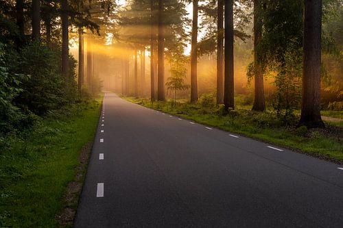 Road through the Speulderbos in Ermelo Netherlands with sunrays