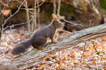 Squirrel by Goffe Jensma