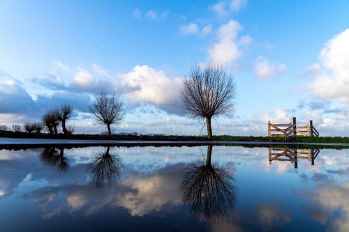 Zaun Pollard Weiden von Willian Goedhart